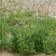 Verbena Officinalis - Img 7