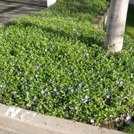 Vinca Minor-Saschiul