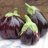 Vinete Black Beauty - Img 2