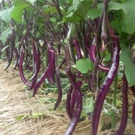 Vinete Long Purple - Img 2