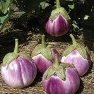Vinete Rotonda Bianca Sfumata Di Rosa