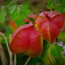 Vita de balon-Cardiospermum halicacabum - Img 5