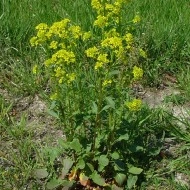 Winter Cress-Barbarea Vulgaris - Img 5