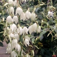 Yucca filamentosa