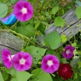 Zorele-Ipomoea La vie en rose