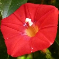 Zorele-Ipomoea Multifida Cardianal Climber Red - Img 2