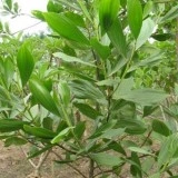 Acacia Mangium - Img 2