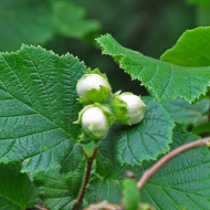 Alun-Corylus avellana