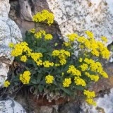Alyssum saxatile Gold - Img 3