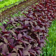 Amaranthus Red Army