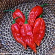 Ardei iute Bhut Jolokia