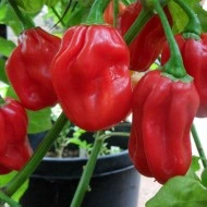 Ardei iute Habanero Red