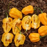 Ardei iute Scotch Bonnet Trinidad Yellow - Img 2