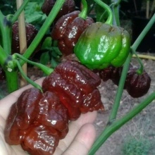 Ardei iute Trinidad Scorpion Moruga Chocolate - Img 2