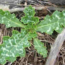 Armurariu-Silybum Marianum - Img 4