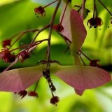 Artar japonez-Acer palmatum atropurpurea - Img 6
