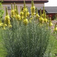 Asphodeline lutea - Img 1