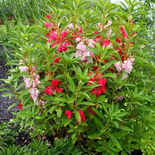 Balsamine-Impatiens Balsamina mix