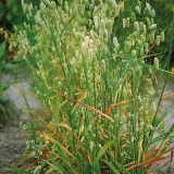 Briza maxima-Tremurici - Img 1