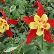 Caldarusa Aquilegia Caerulea Koralle - Img 2