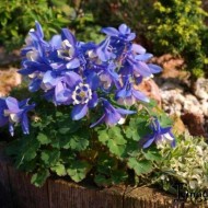 Caldarusa-Aquilegia Flabellata Mini Star
