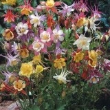 Caldarusa-Aquilegia McKana Giant Hybrids - Img 2
