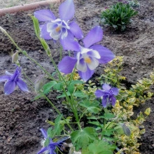 Caldarusa-Aquilegia Spring Magic Blue and White