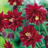Caldarusa-Aquilegia vulgaris Double Rubies
