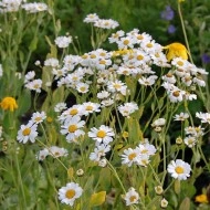 Calomfir-Tanacetum Balsamita - Img 3