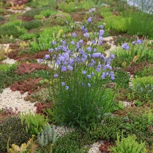 Campanula Rotundifolia - Img 3