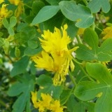 Canary creeper-Tropaeolum peregrinum - Img 8