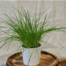 Ceapa de tuns-Chives