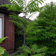 Cedru Chinezesc-Toona Sinensis