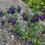 Cerinthe major purpurascens - Img 4