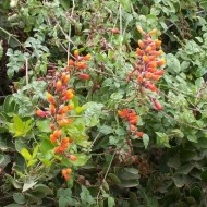 Chilean Glory Vine-Eccremocarpus Scaber - Img 4