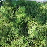 Cimbrisor-Thymus serpyllum