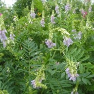 Ciumărea-Galega officinalis - Img 5