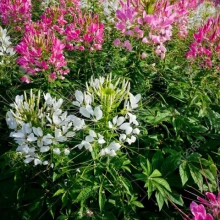 Cleome Spinosa