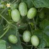 Cucamelon-Scabra Melothria