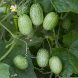 Cucamelon-Scabra Melothria - Img 3