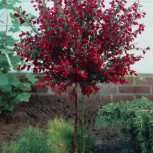 Cytisus Boskoop Ruby