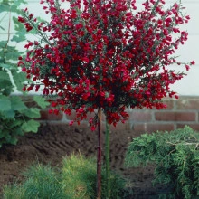 Cytisus Boskoop Ruby - Img 8