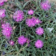 Delosperma Cooperi-Floarea de cristal