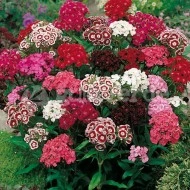 Dianthus barbatus-Garoafa turceasca - Img 6