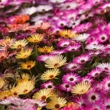 Dorotheanthus bellidiformis-Floare de cristal - Img 7