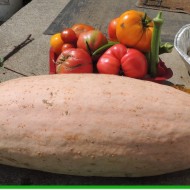 Dovleac Pink Banana Jumbo