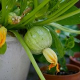 Dovlecel zucchini Ronde de nice