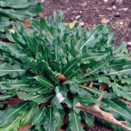Drobusor-Isatis Tinctoria - Img 3