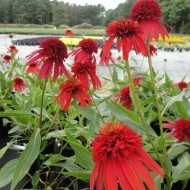 Echinacea Hot Papaya - Img 2