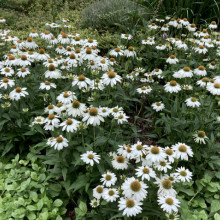 Echinacea Pow Wow White